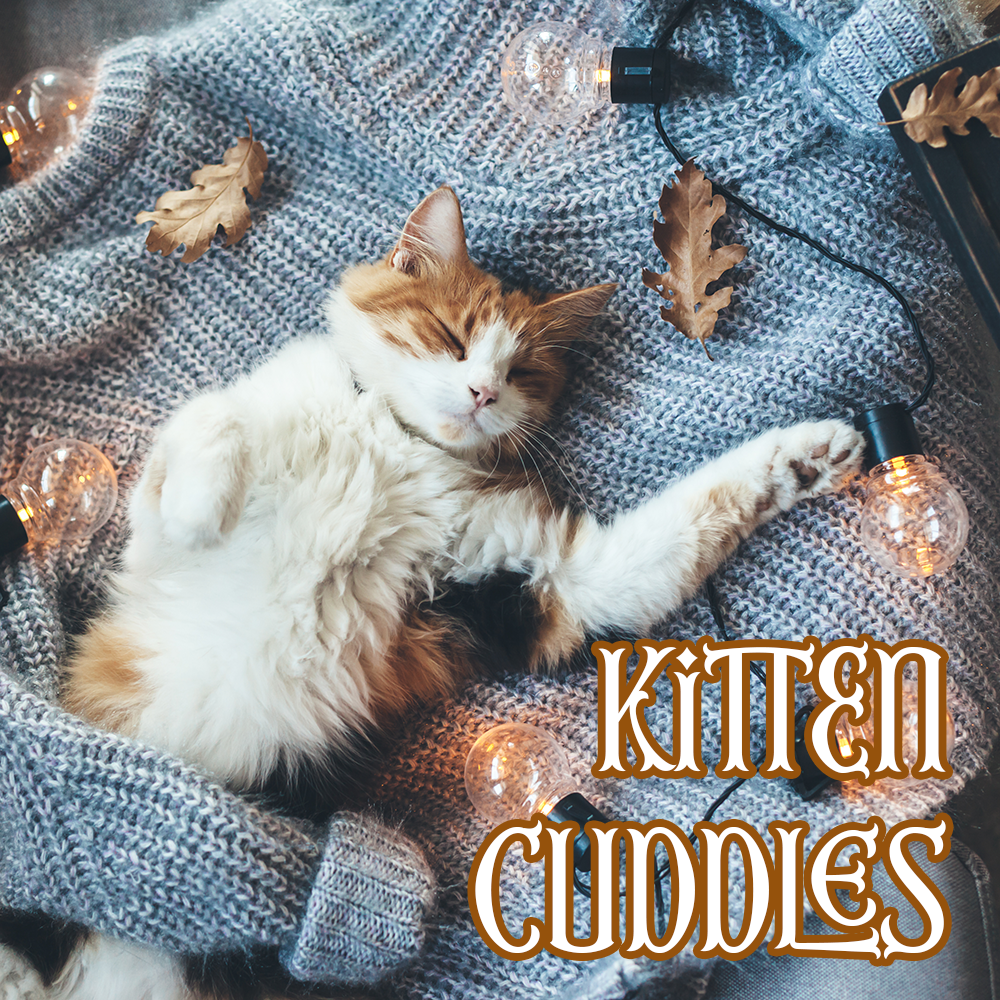 Winter Collection: KITTEN CUDDLES