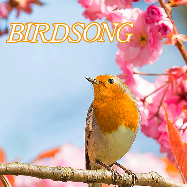Favorites Collection: BIRDSONG