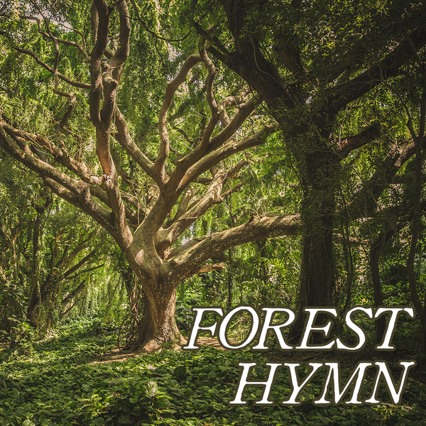 Favorites Collection: FOREST HYMN