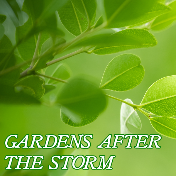 Favorites Collection: GARDENS AFTER THE STORM